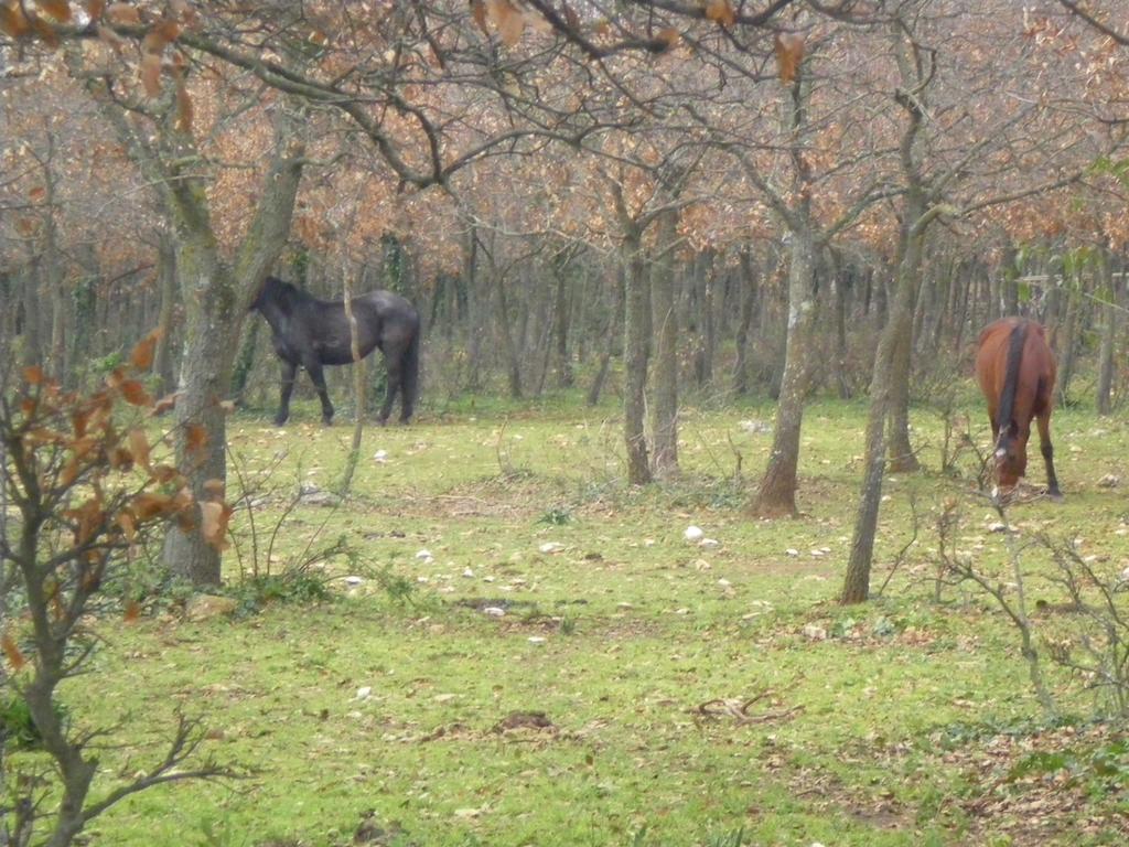 B&B Valle D'Itria Martina Franca Esterno foto